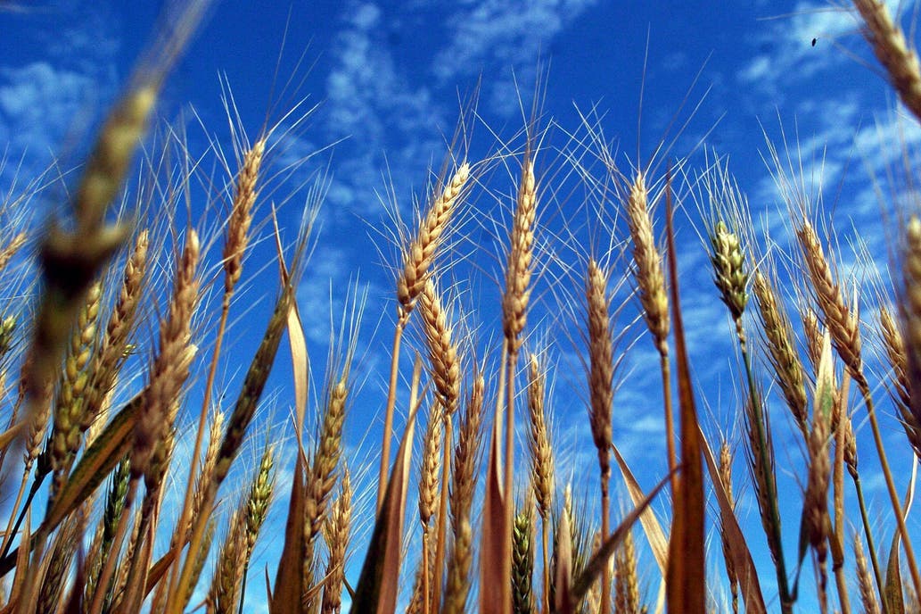 Subieron los precios del trigo argentino de la nueva cosecha