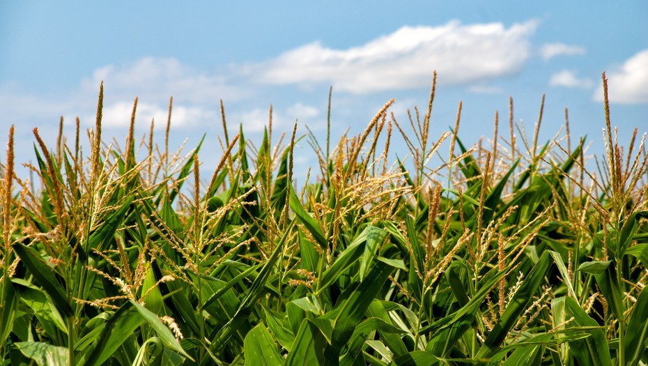 Cómo potenciar la fotosíntesis del maíz