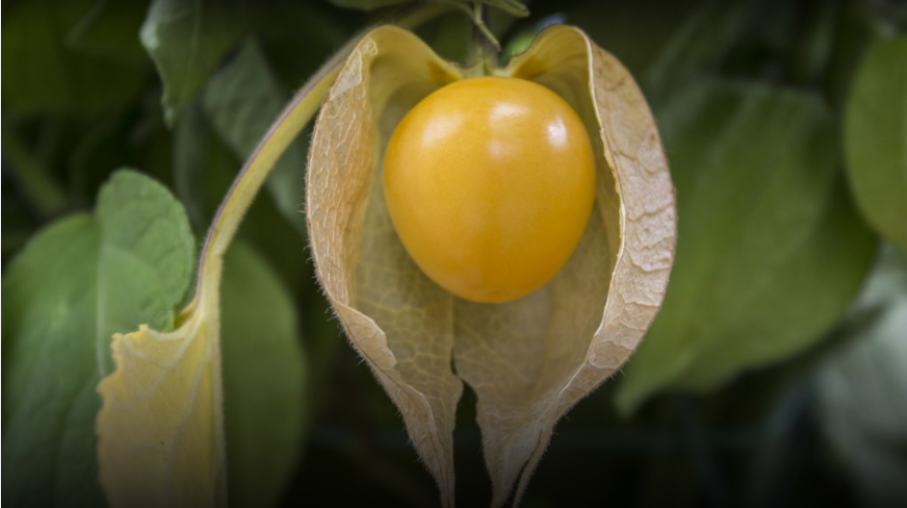 La uchuva, una alternativa para diversificar producciones frutihortícolas
