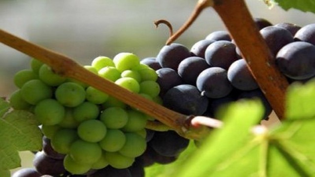 Argentina en el podio de los países que más crecieron en la exportación de pasas de uva